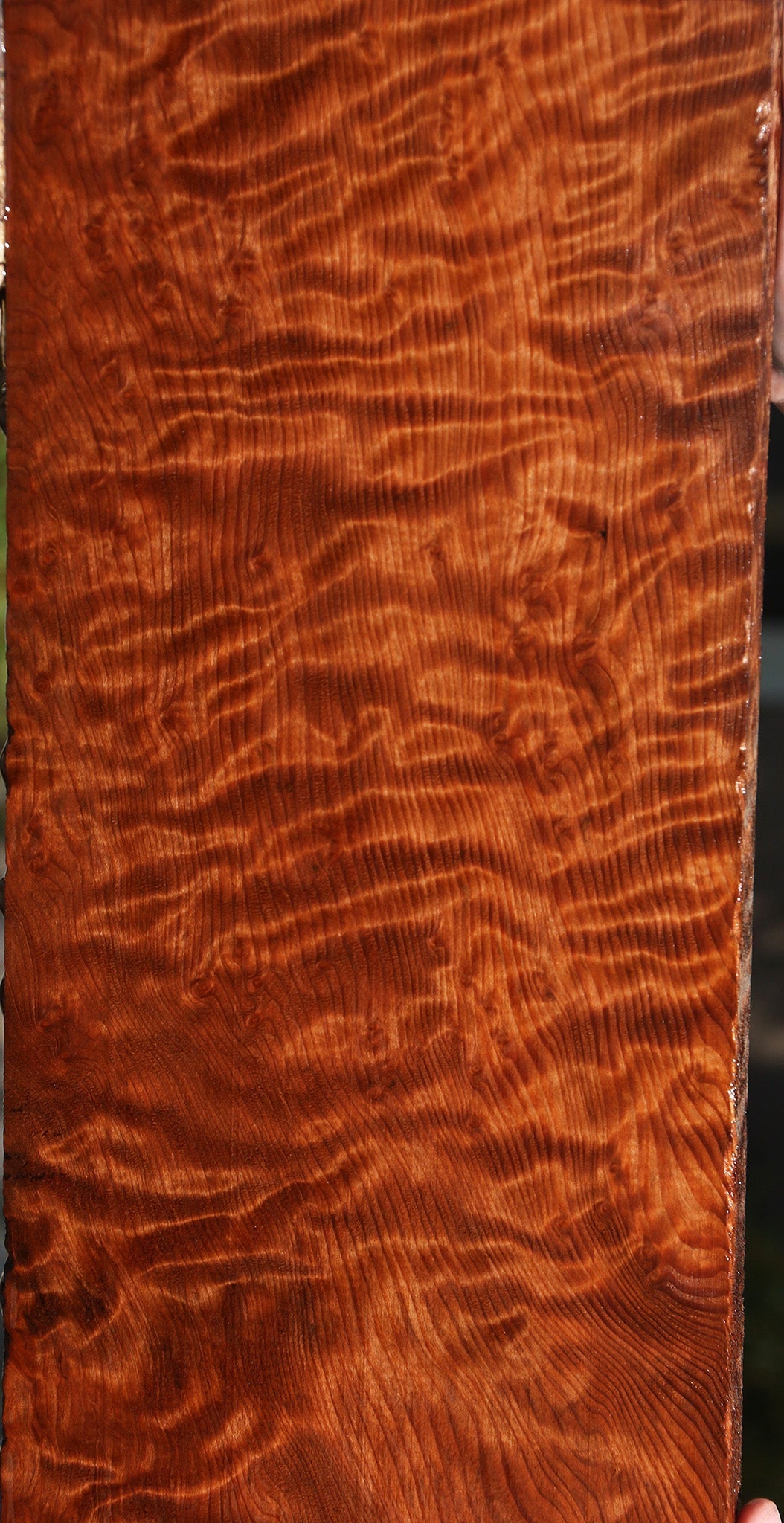 Exhibition Curly Redwood Burl Instrument Lumber