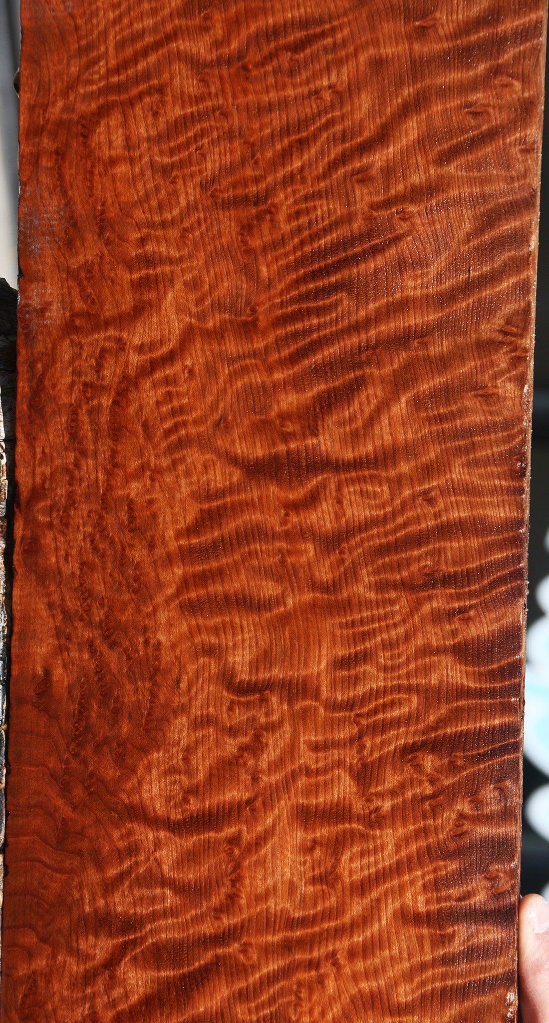 Exhibition Curly Redwood Burl Instrument Lumber