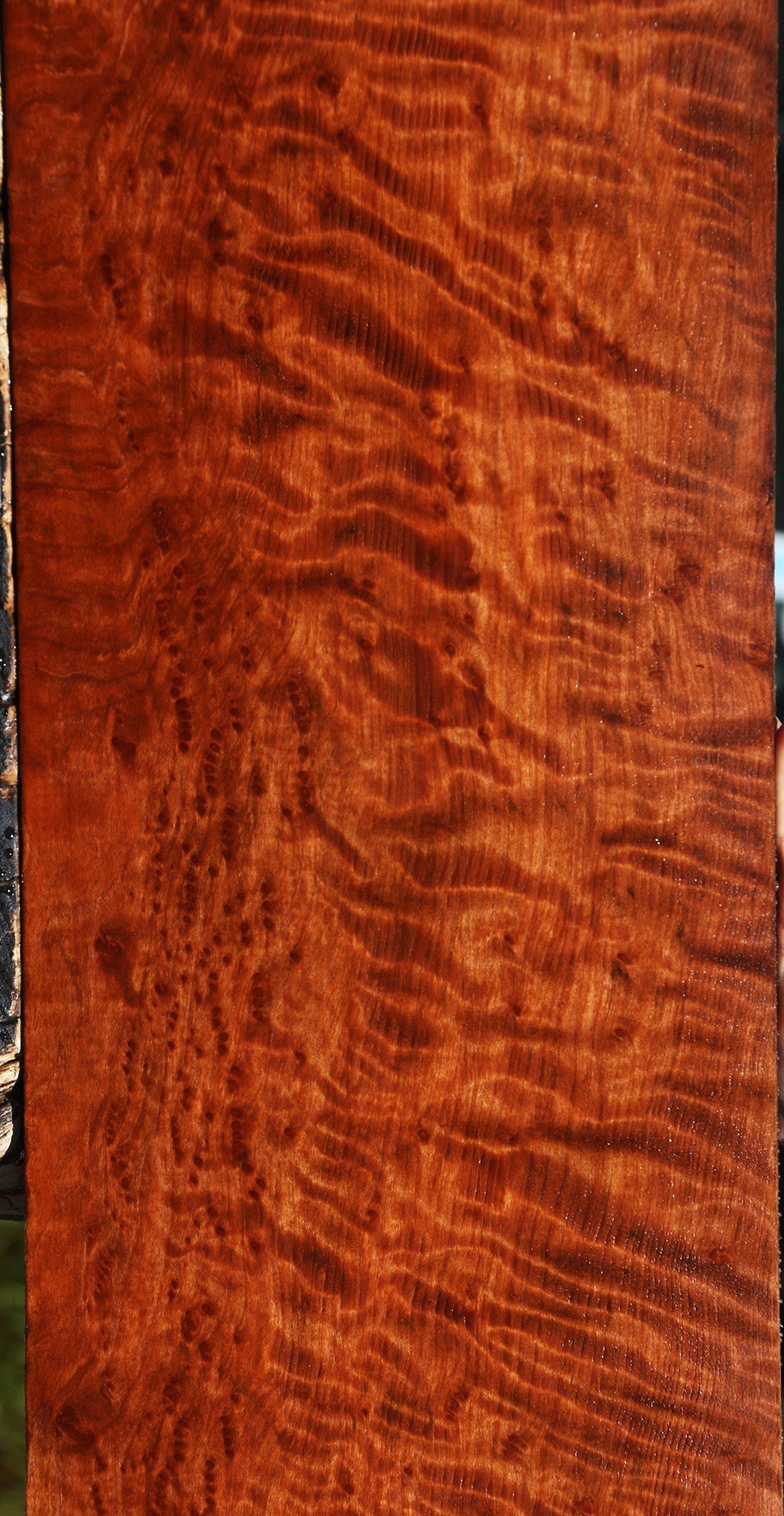 Exhibition Curly Redwood Burl Instrument Lumber
