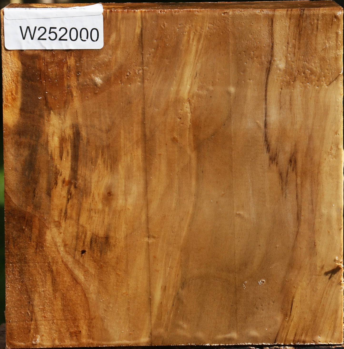 California Cottonwood Bowl Blank