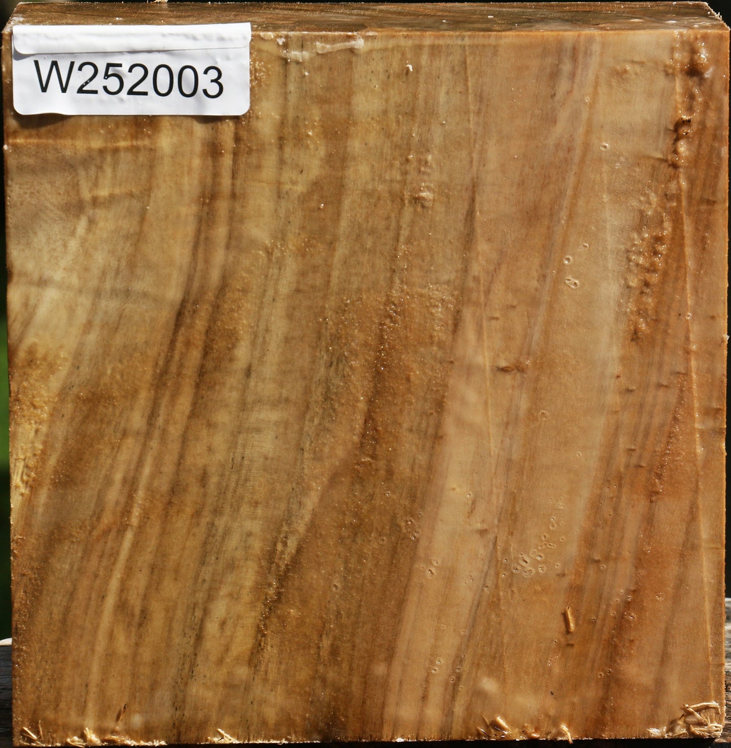 California Cottonwood Bowl Blank