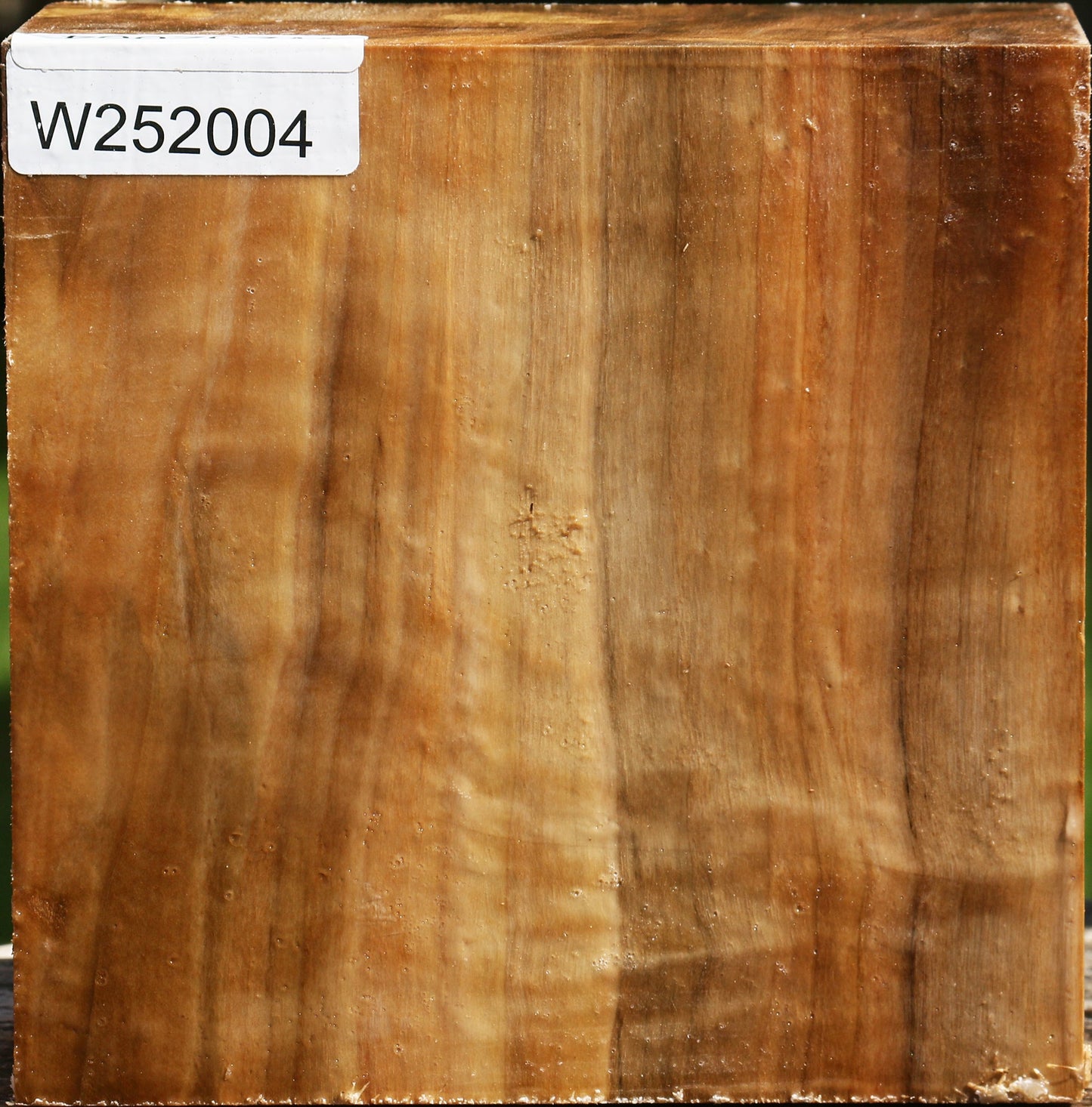 Figured California Cottonwood Bowl Blank