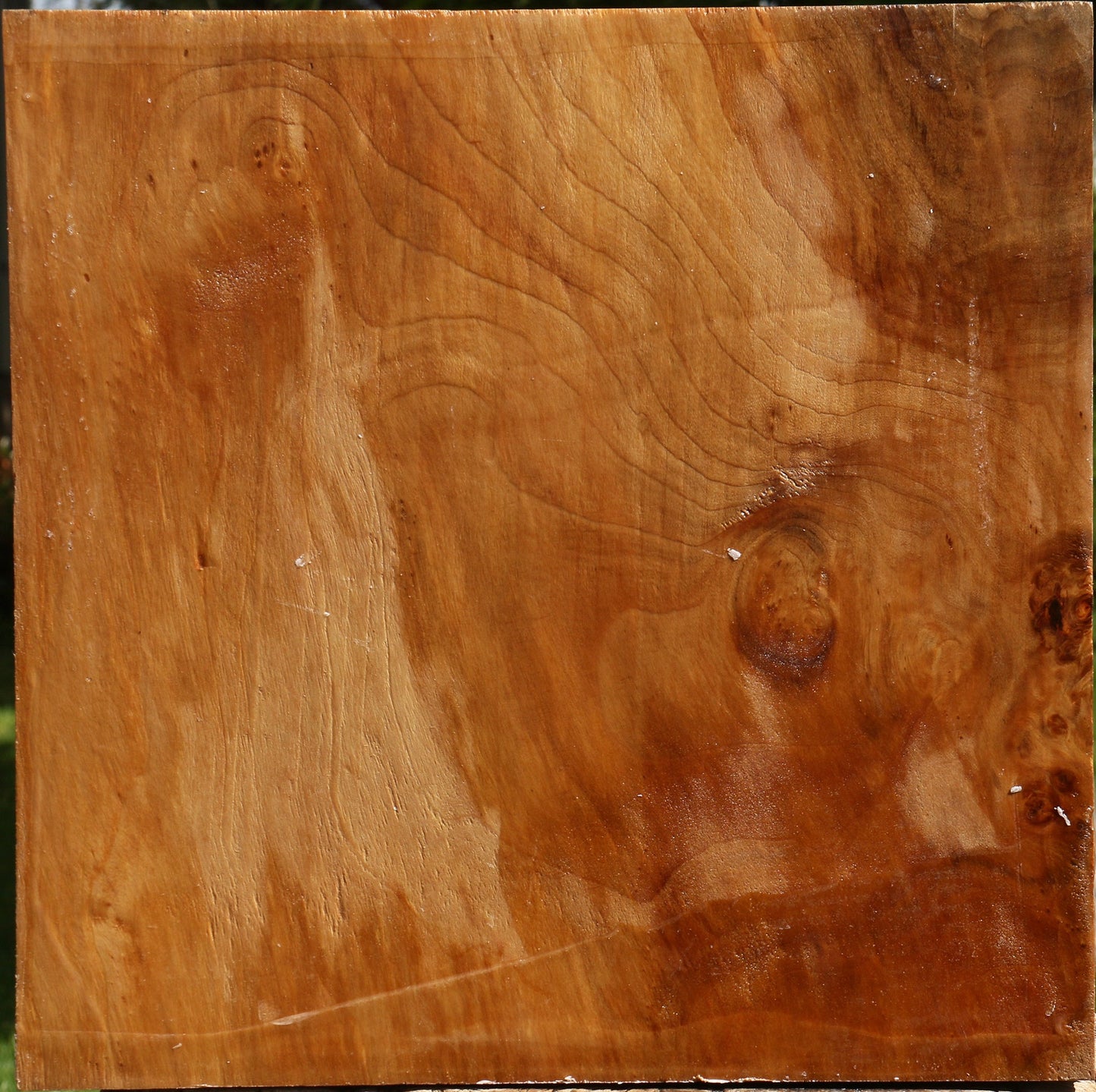 Figured California Cottonwood Bowl Blank