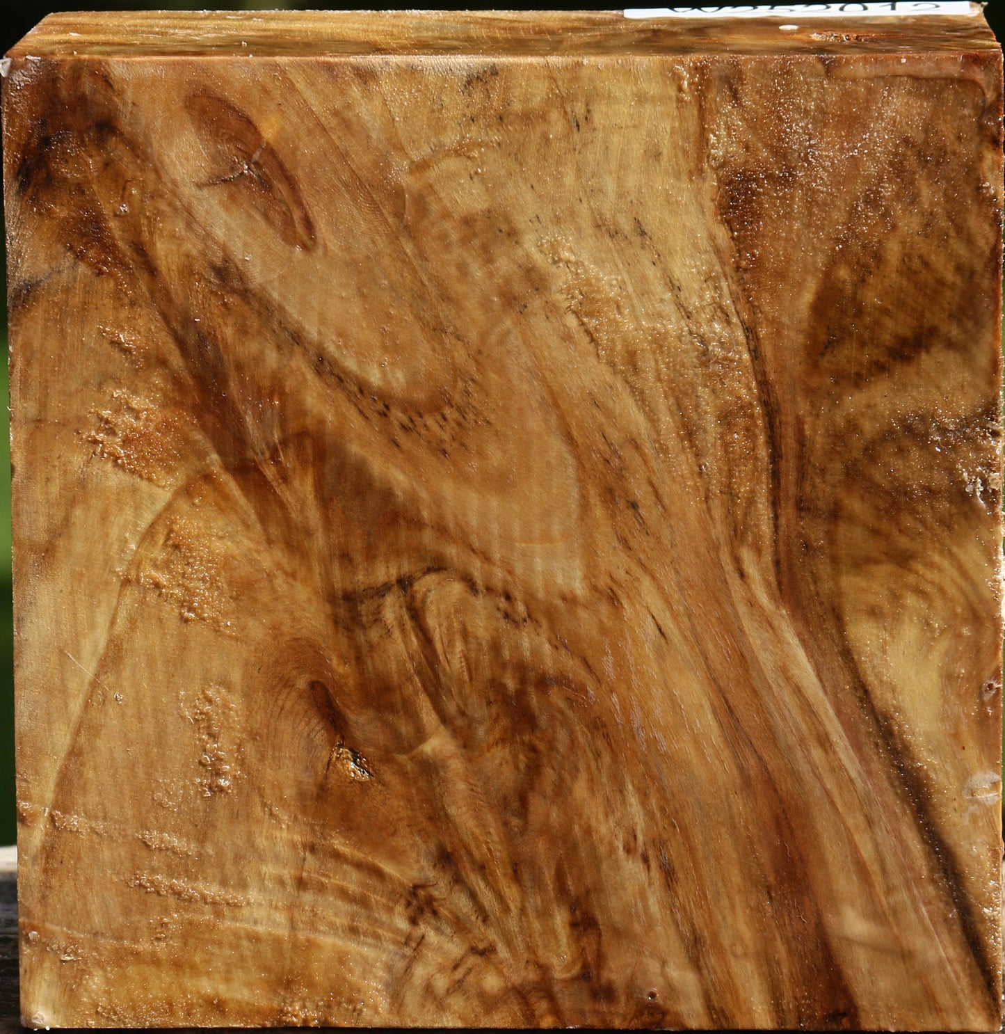 Extra Fancy California Cottonwood Bowl Blank
