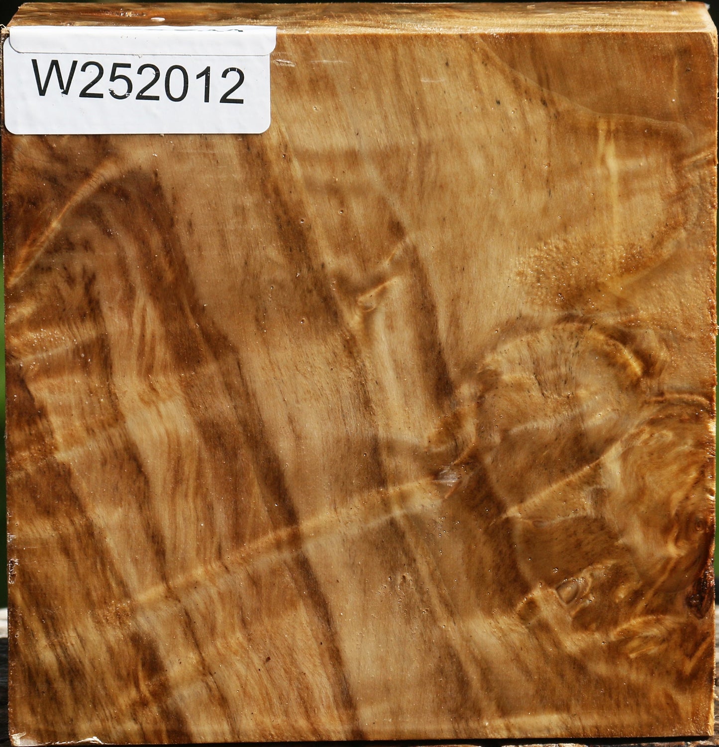 Extra Fancy California Cottonwood Bowl Blank