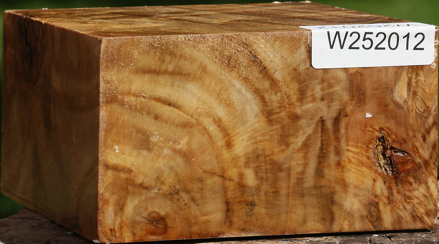 Extra Fancy California Cottonwood Bowl Blank