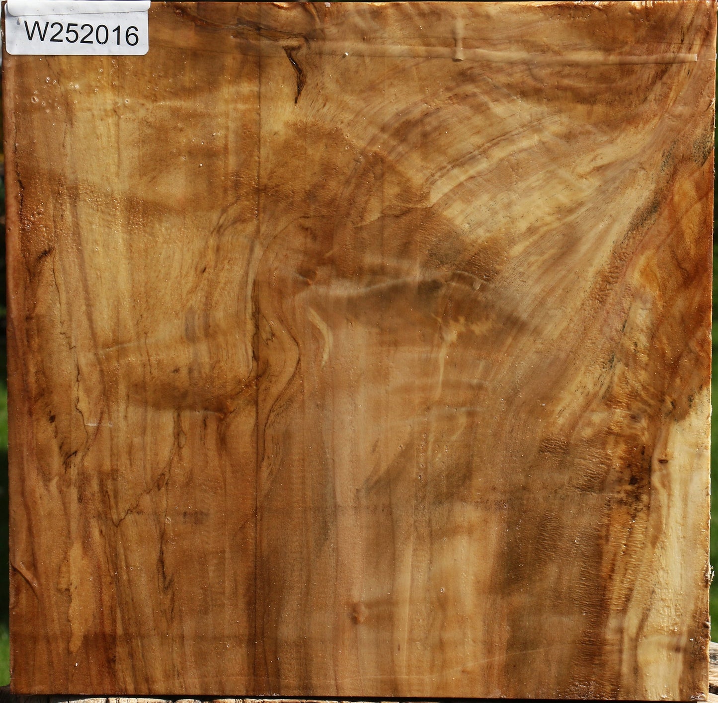 Extra Fancy California Cottonwood Bowl Blank