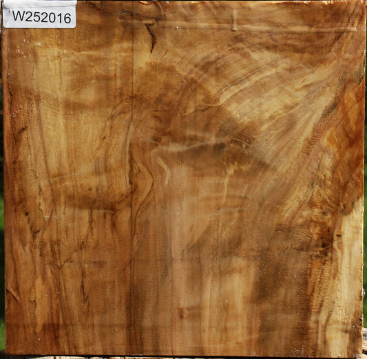 Extra Fancy California Cottonwood Bowl Blank