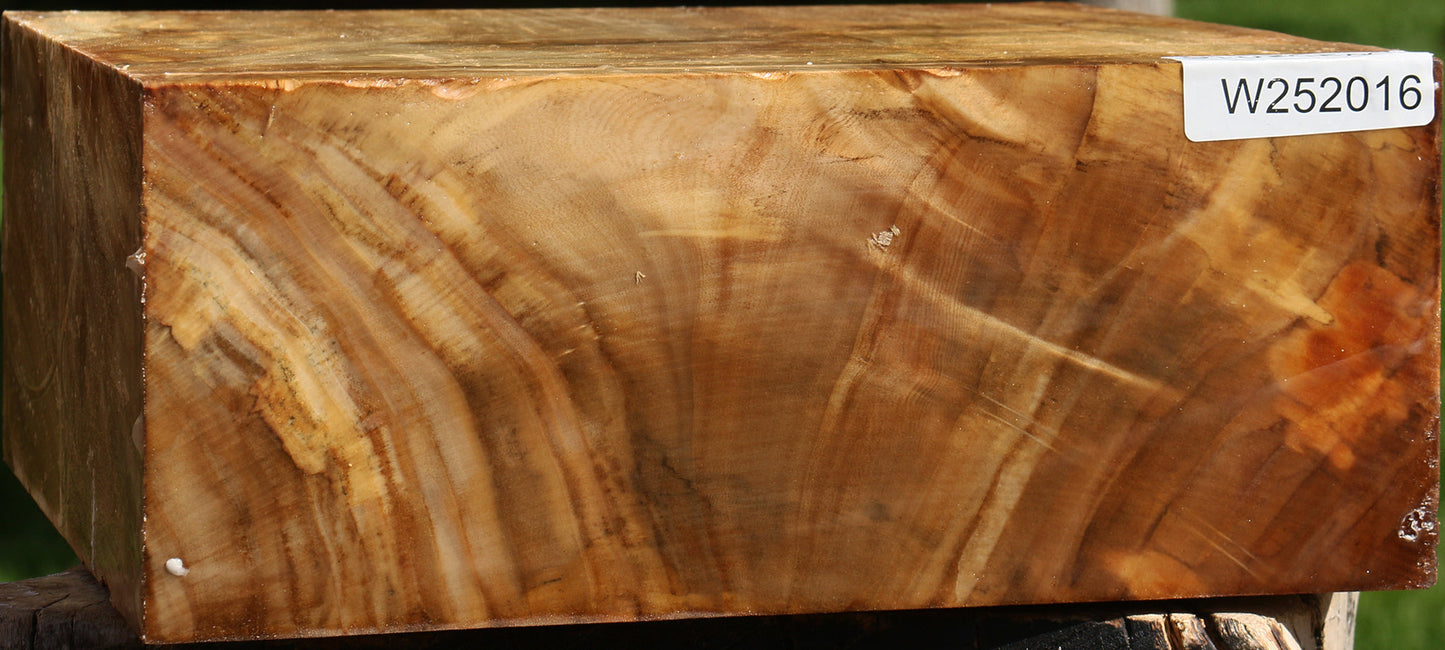 Extra Fancy California Cottonwood Bowl Blank