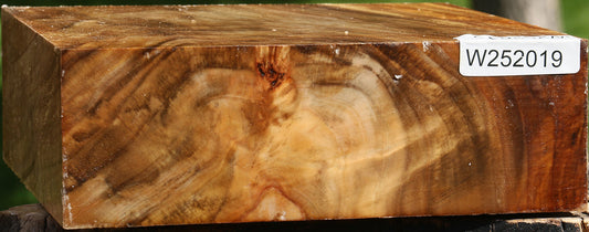 Figured California Cottonwood Bowl Blank