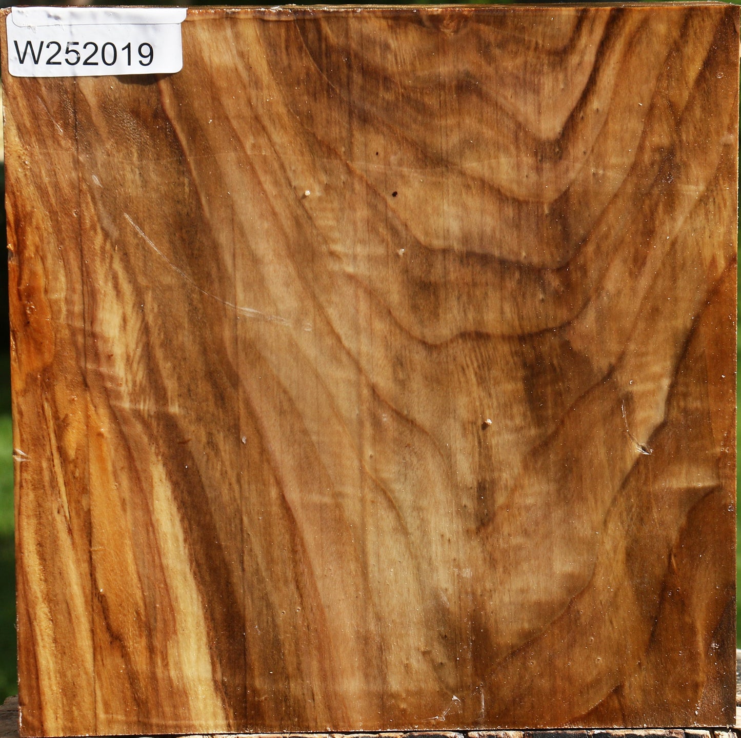 Figured California Cottonwood Bowl Blank