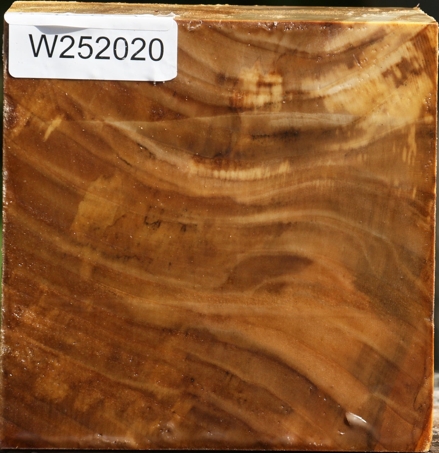 California Cottonwood Bowl Blank
