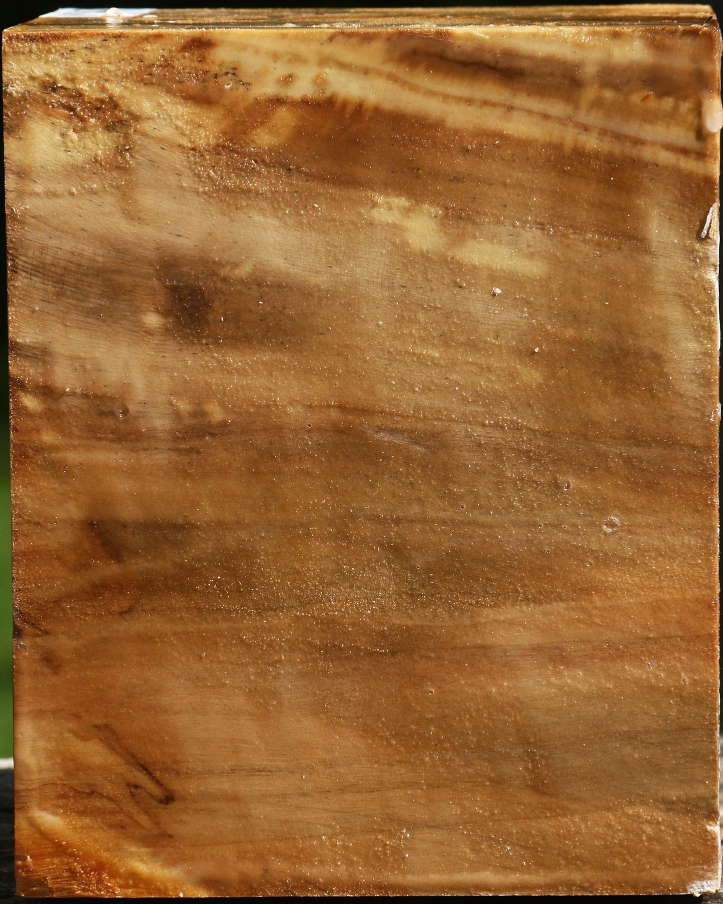 California Cottonwood Bowl Blank