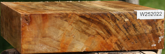 Rustic California Cottonwood Bowl Blank