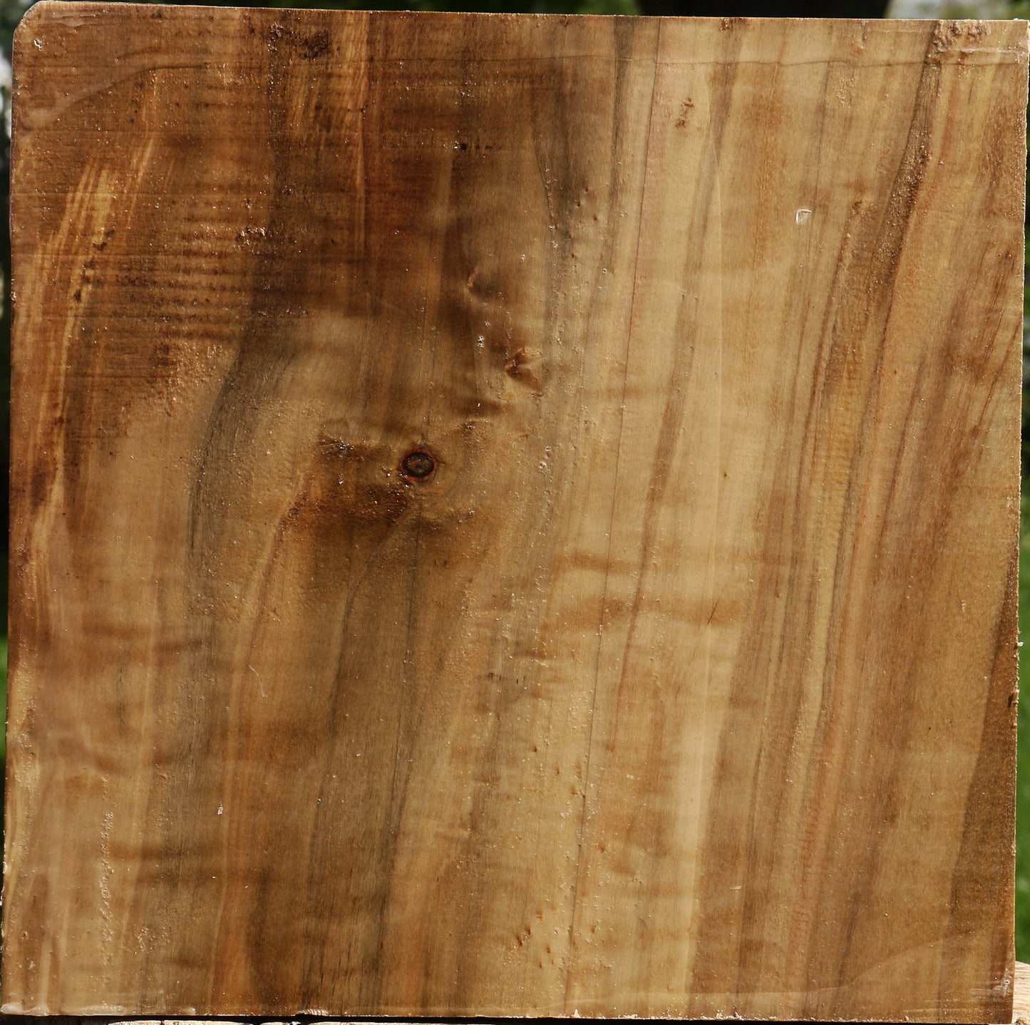 Figured California Cottonwood Bowl Blank