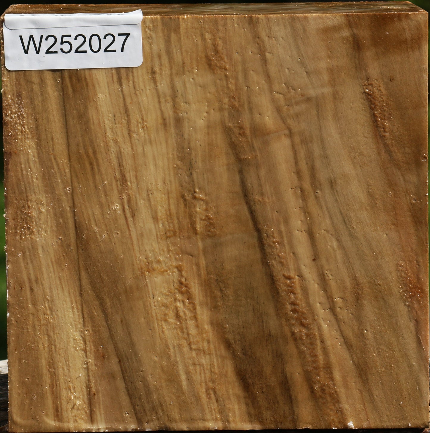 Figured California Cottonwood Bowl Blank