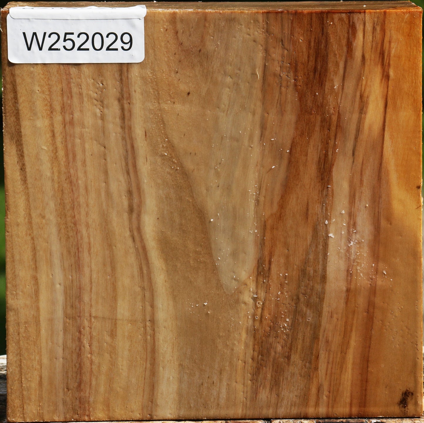 California Cottonwood Bowl Blank