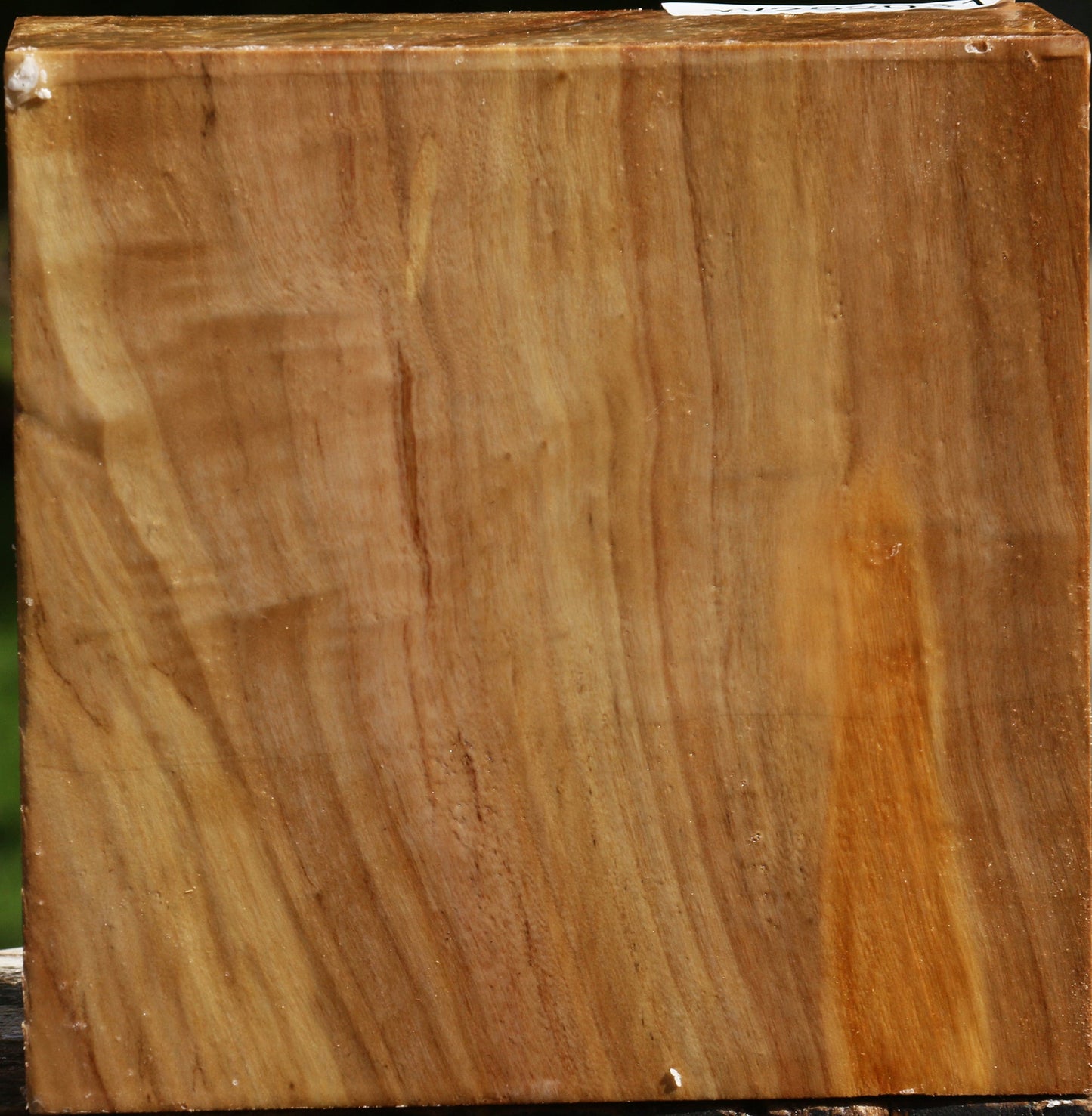 Figured California Cottonwood Bowl Blank