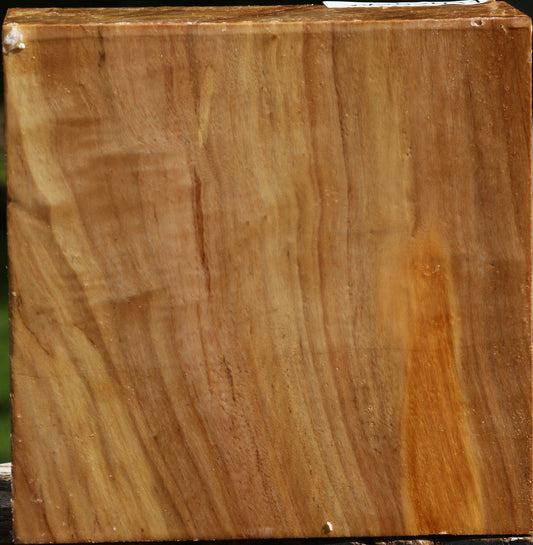 Figured California Cottonwood Bowl Blank
