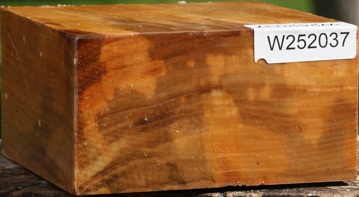 Figured California Cottonwood Bowl Blank