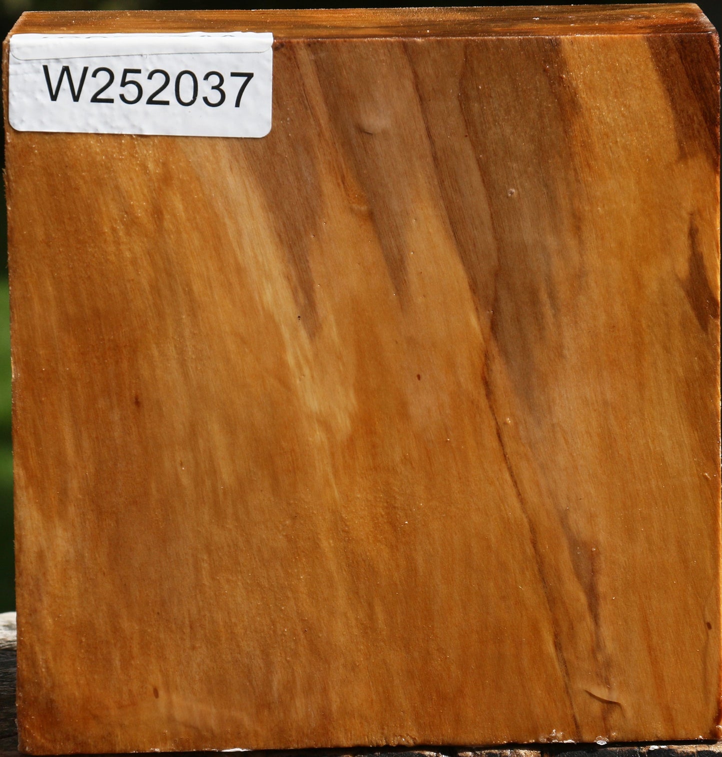 Figured California Cottonwood Bowl Blank