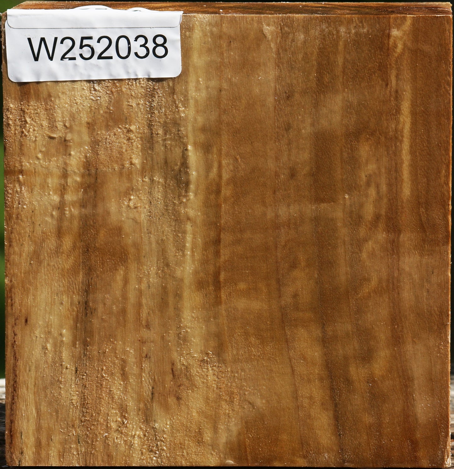 California Cottonwood Bowl Blank