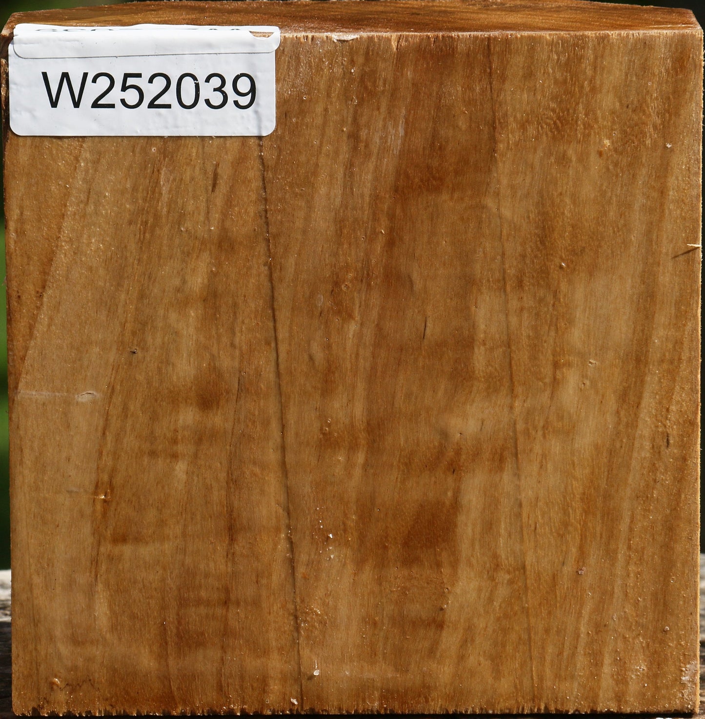 Figured California Cottonwood Bowl Blank
