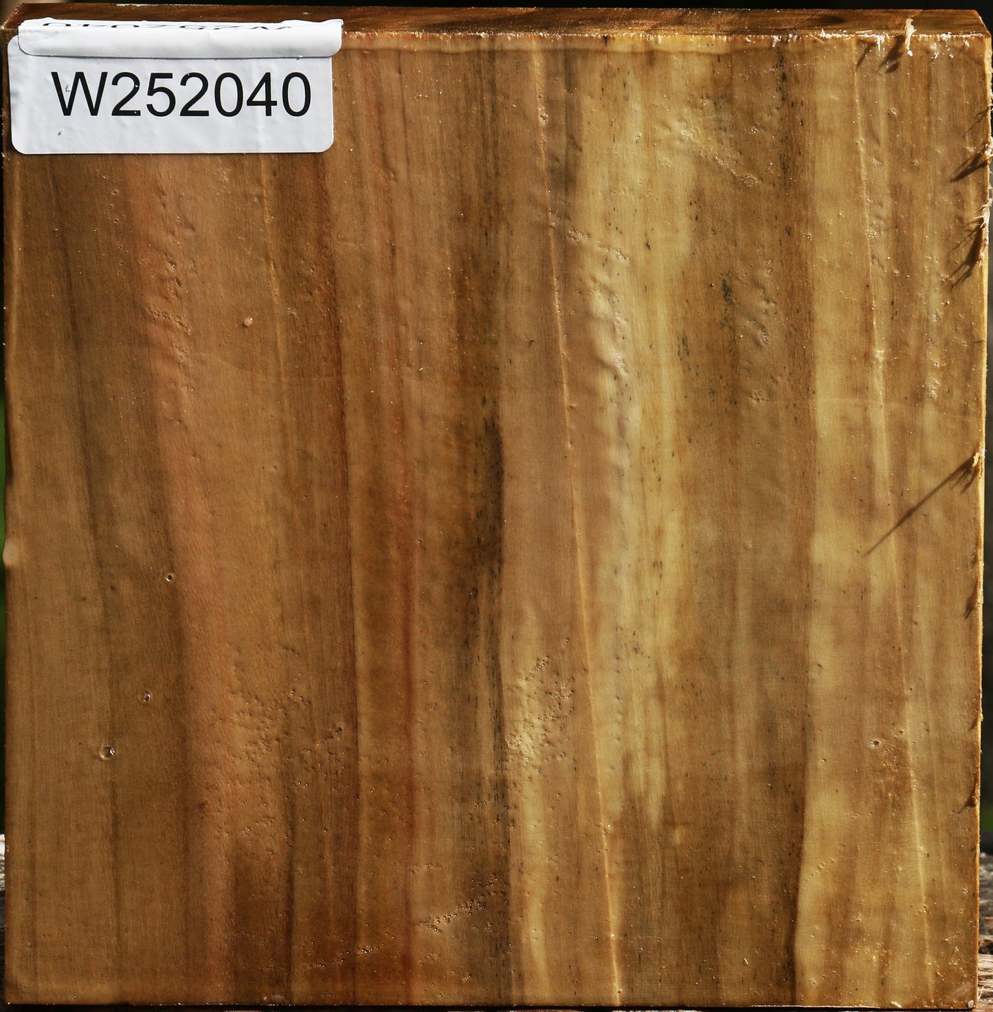 California Cottonwood Bowl Blank