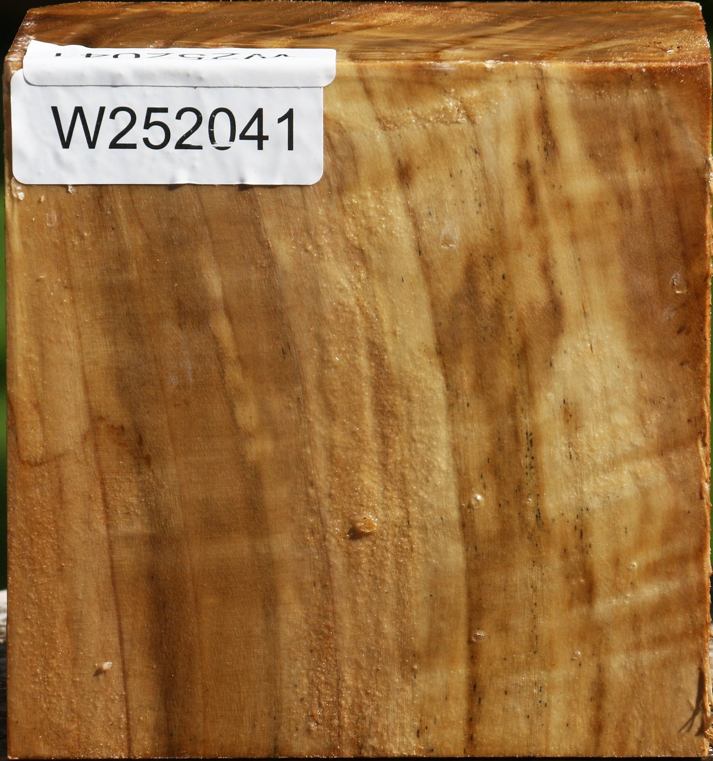 California Cottonwood Bowl Blank