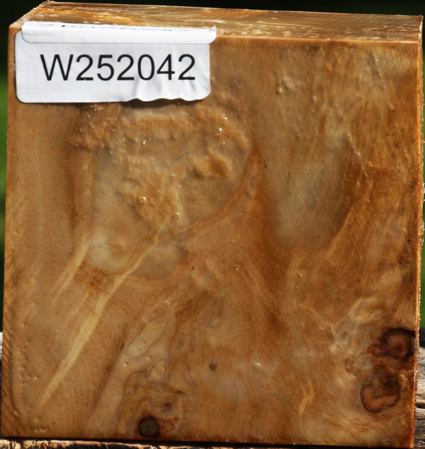 Figured California Cottonwood Bowl Blank