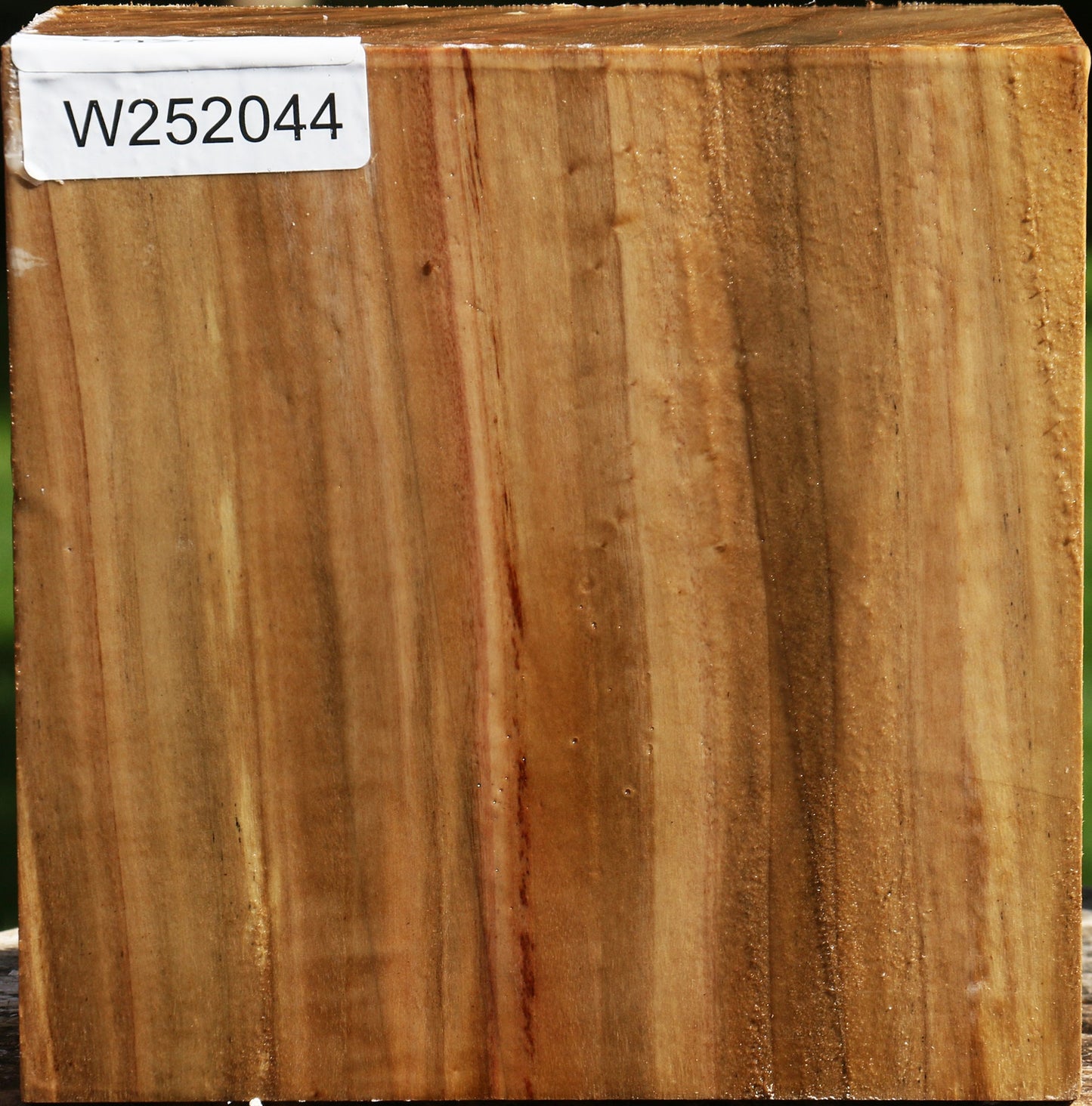 Figured California Cottonwood Bowl Blank
