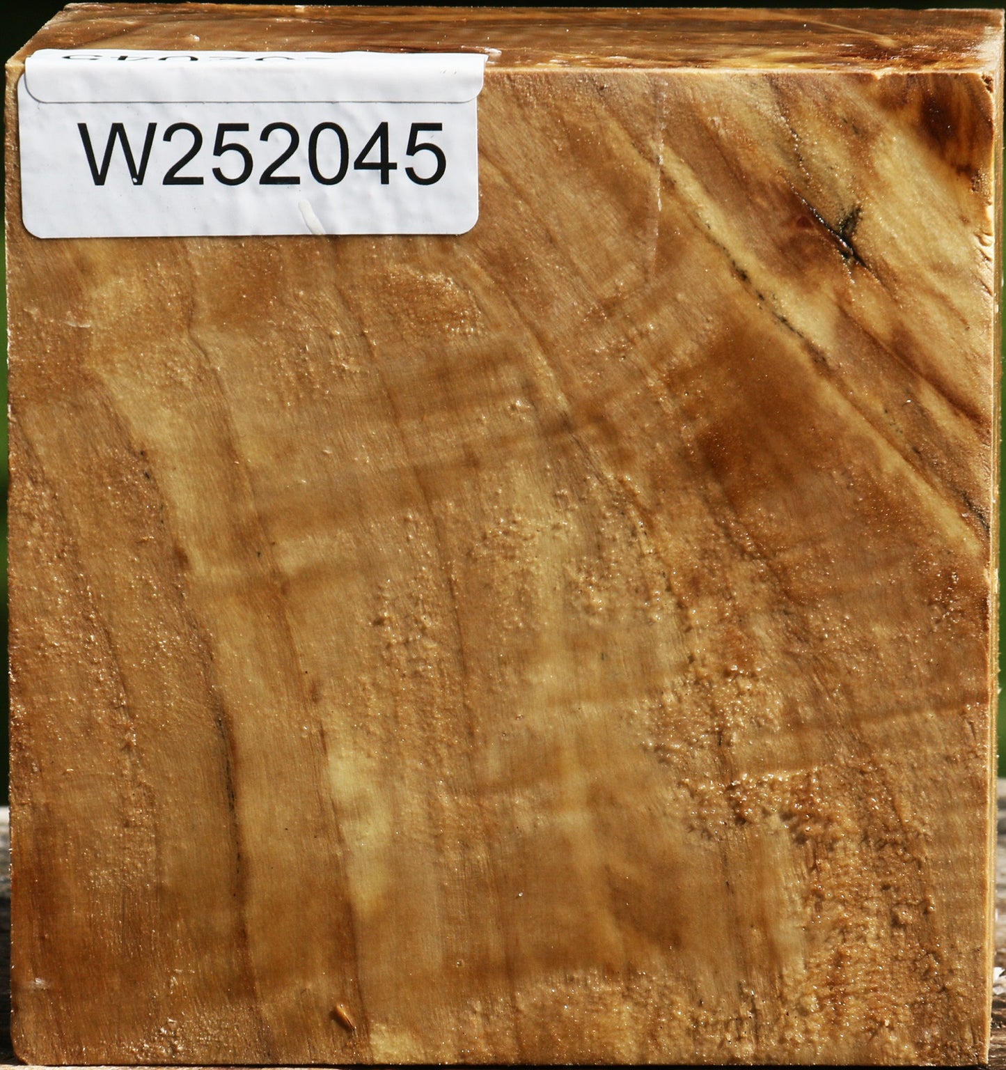Figured California Cottonwood Bowl Blank