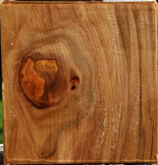 California Cottonwood Bowl Blank