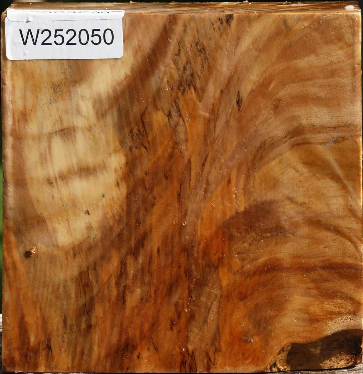 Extra Fancy California Cottonwood Bowl Blank