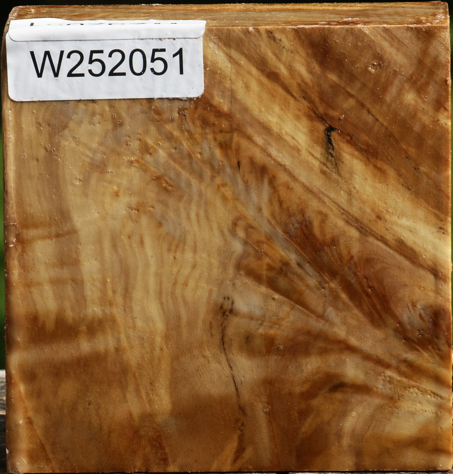 Figured California Cottonwood Bowl Blank