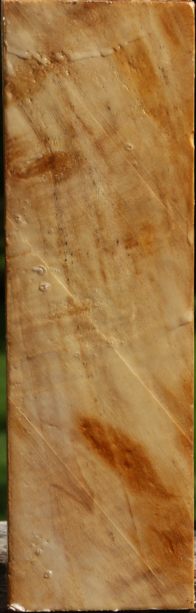 California Cottonwood Vessel Blank
