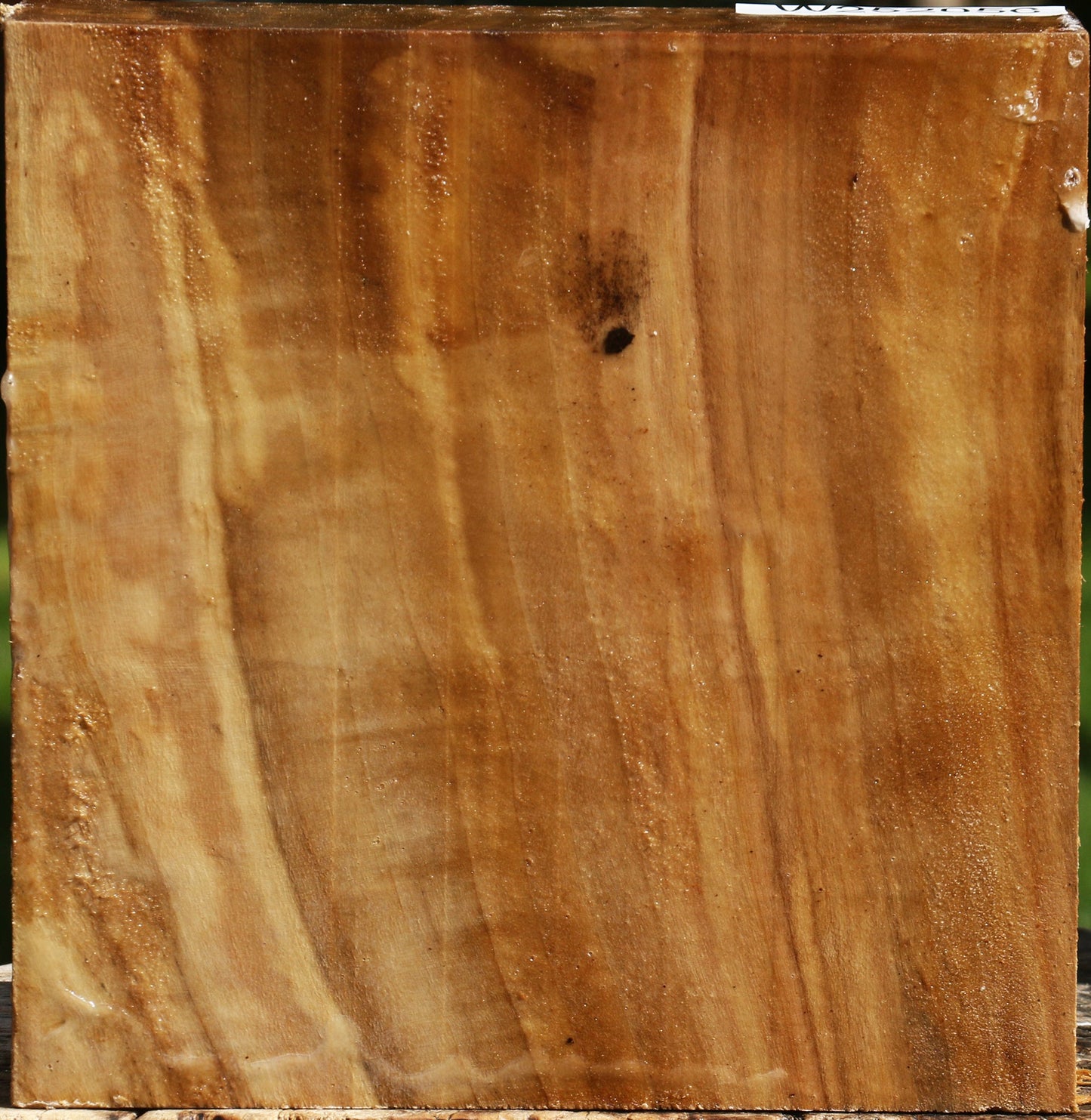Figured California Cottonwood Bowl Blank