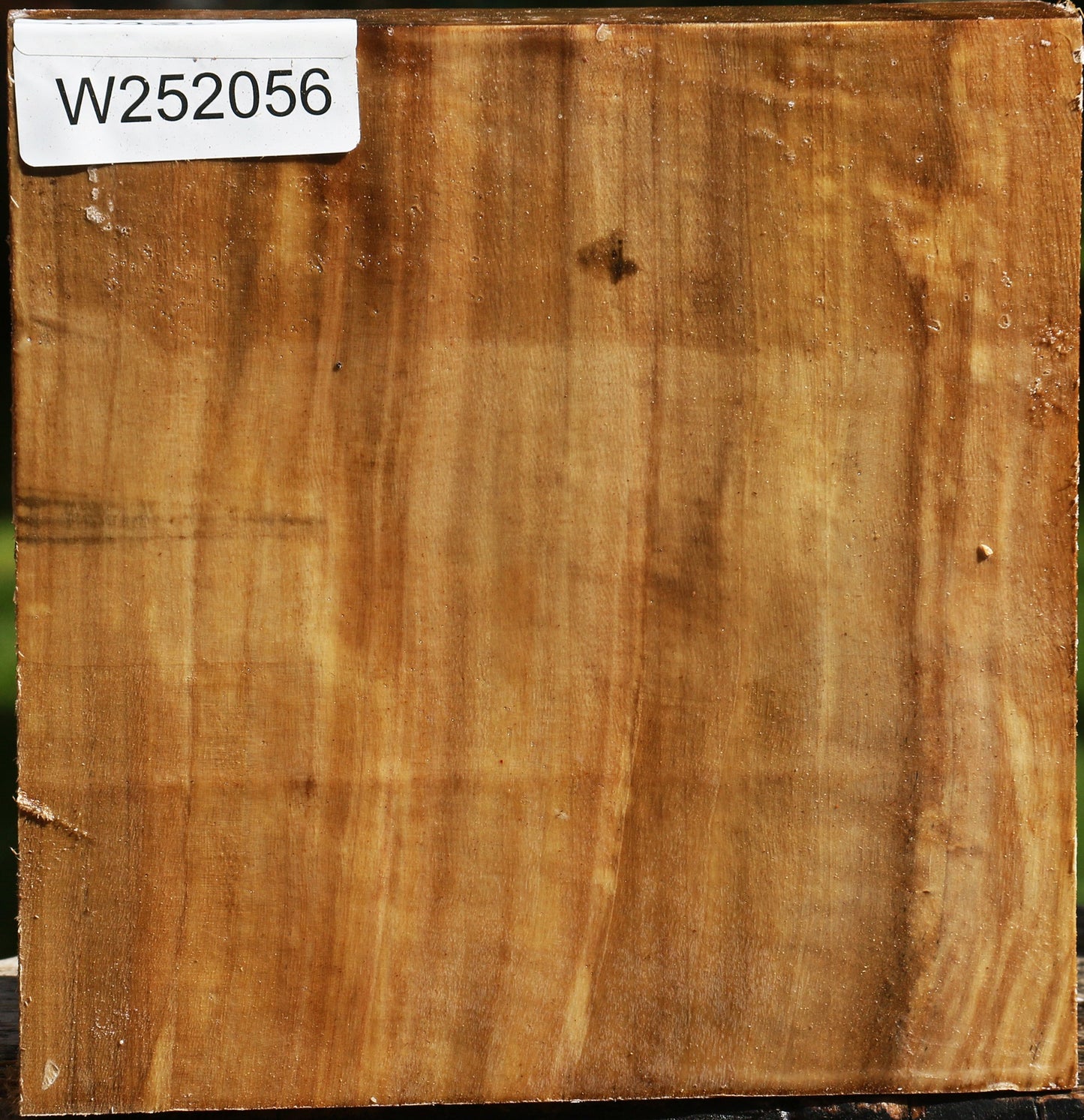 Figured California Cottonwood Bowl Blank