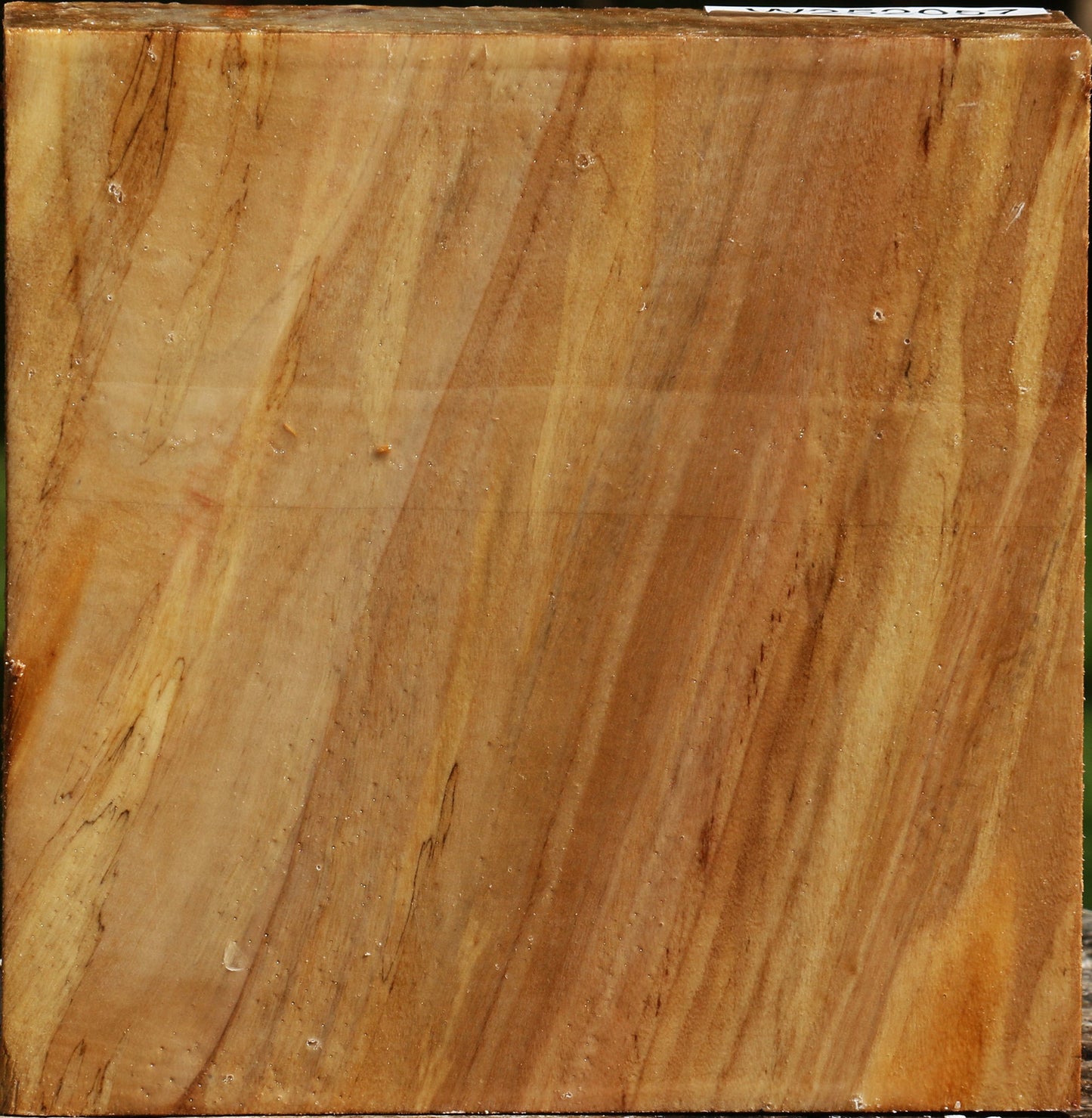 California Cottonwood Bowl Blank