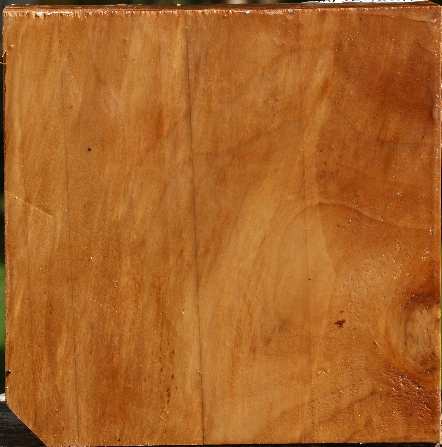California Cottonwood Bowl Blank