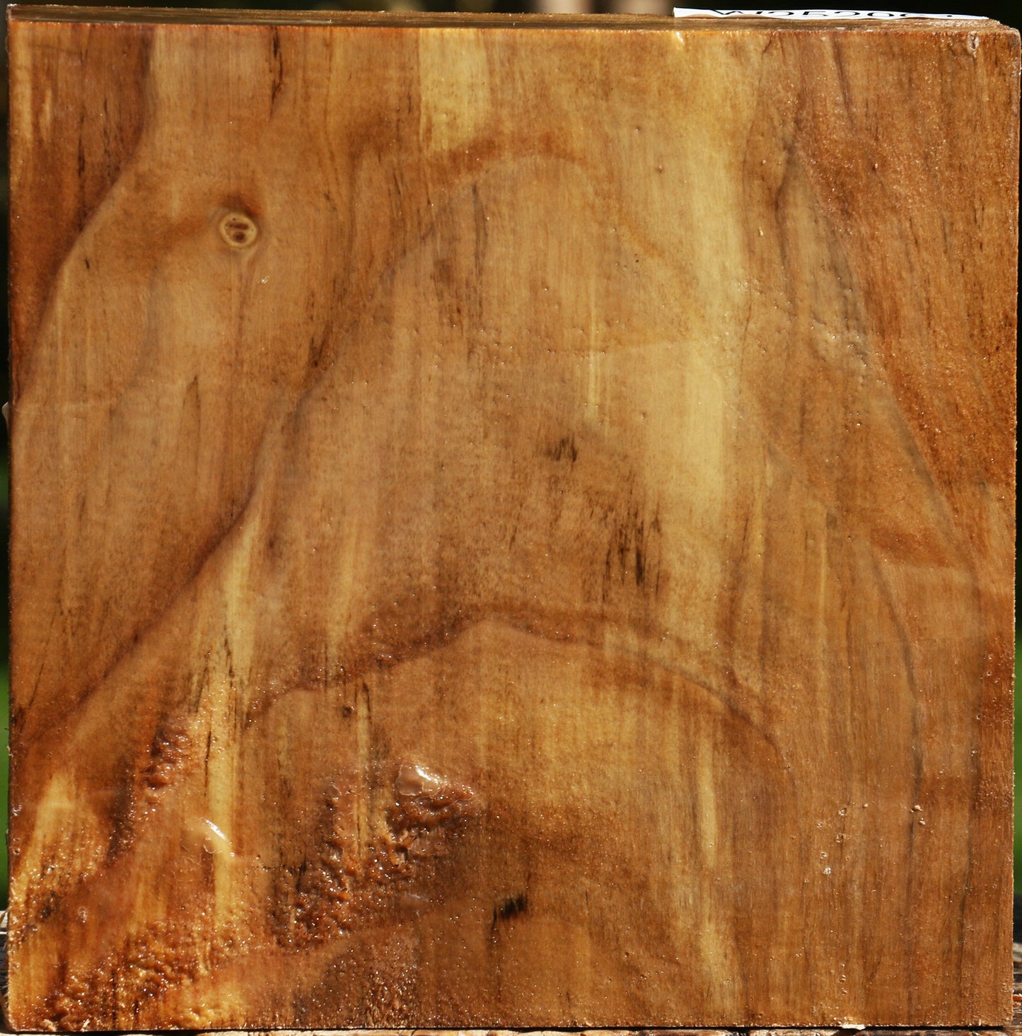California Cottonwood Bowl Blank