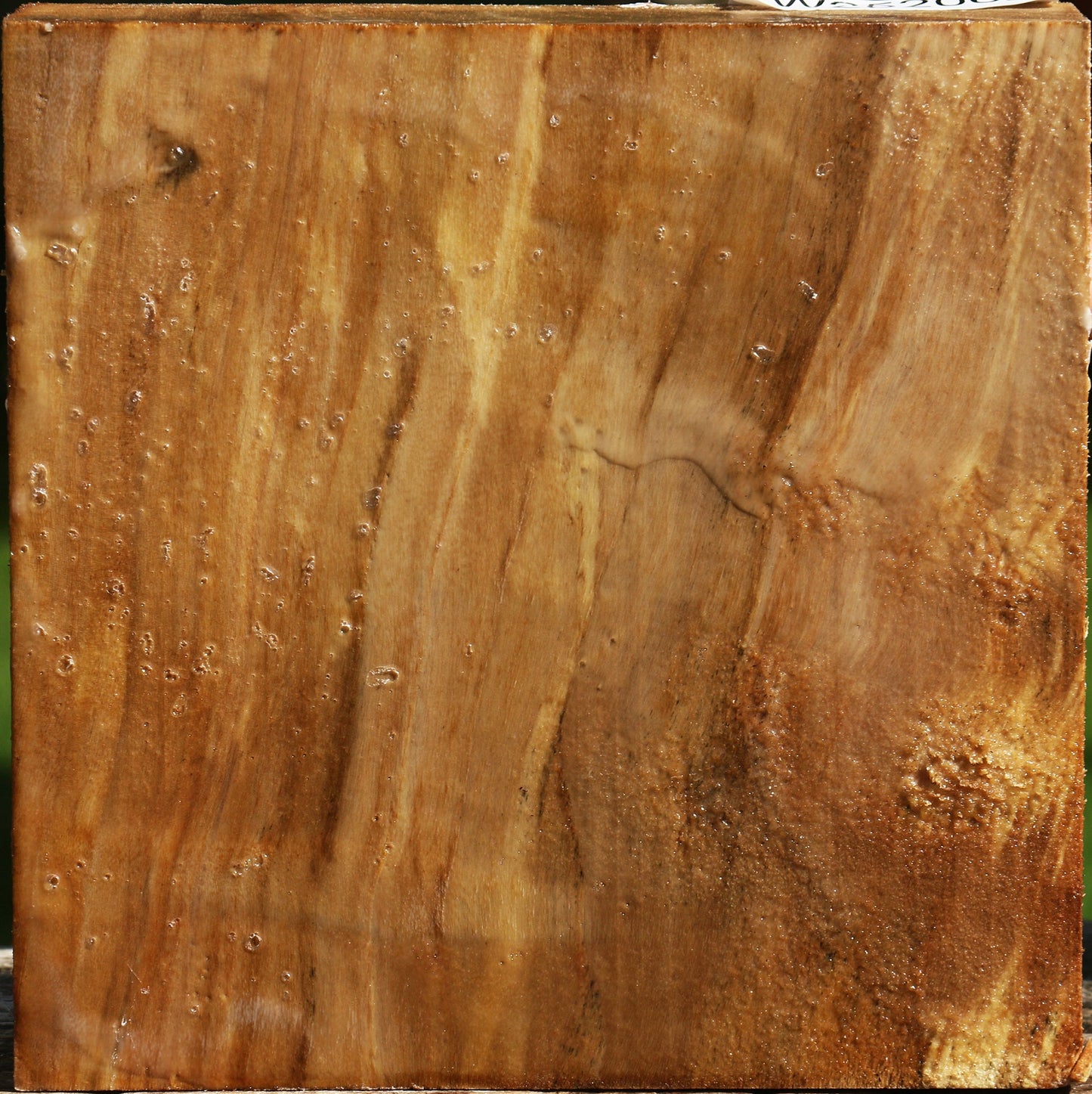 California Cottonwood Bowl Blank