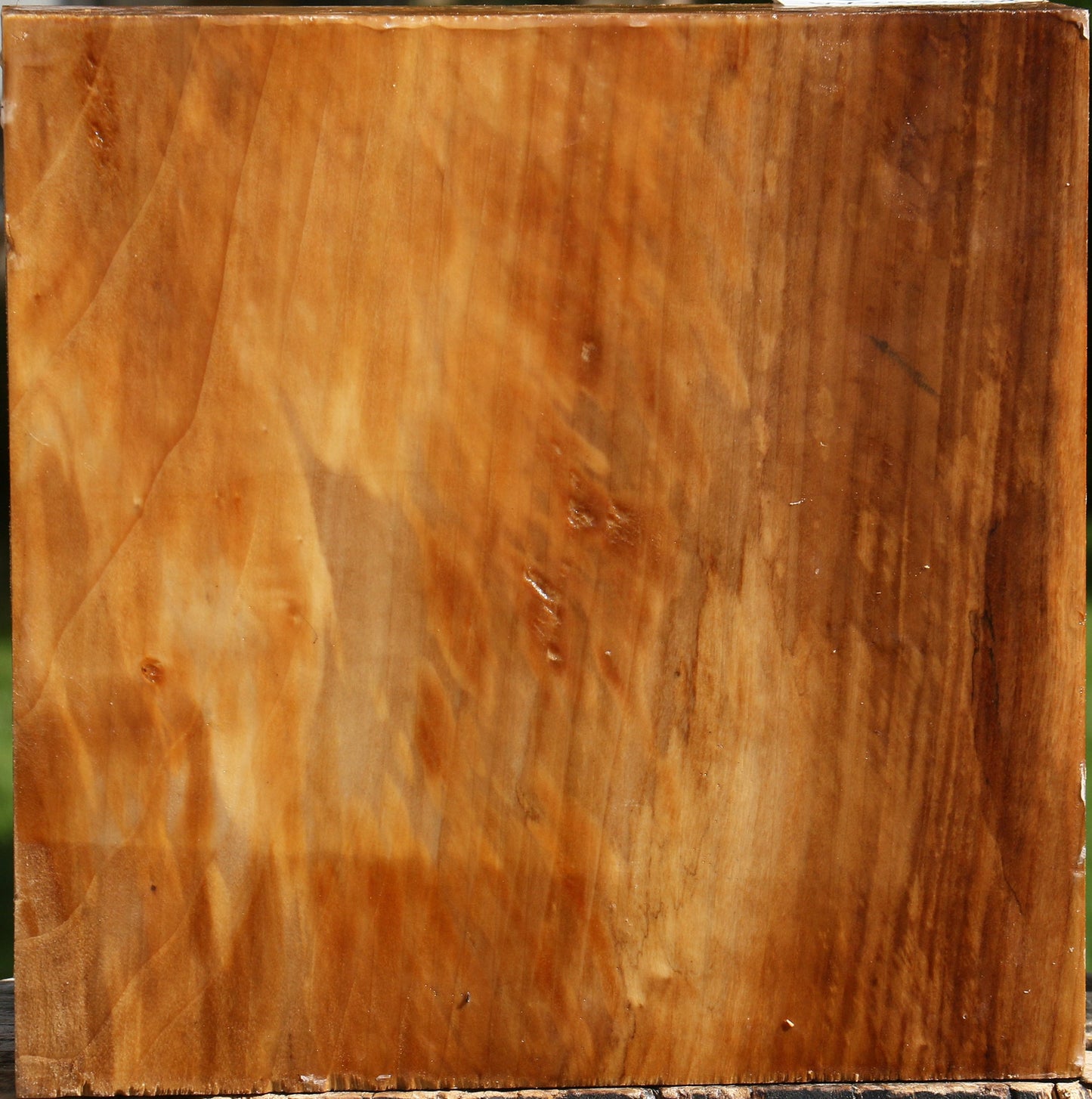 California Cottonwood Bowl Blank