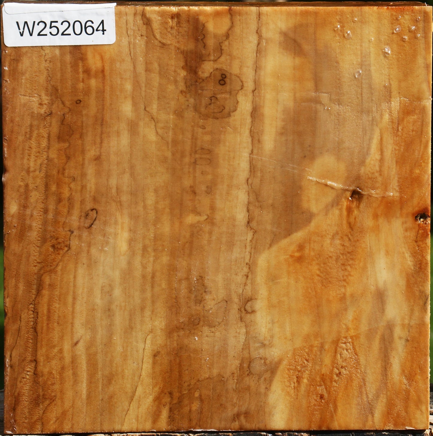 California Cottonwood Bowl Blank