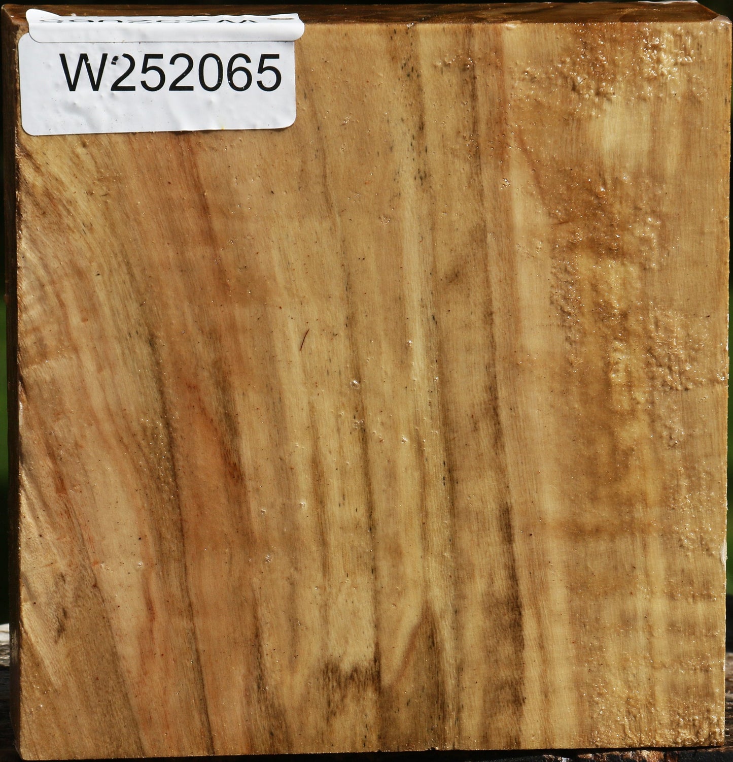 California Cottonwood Bowl Blank