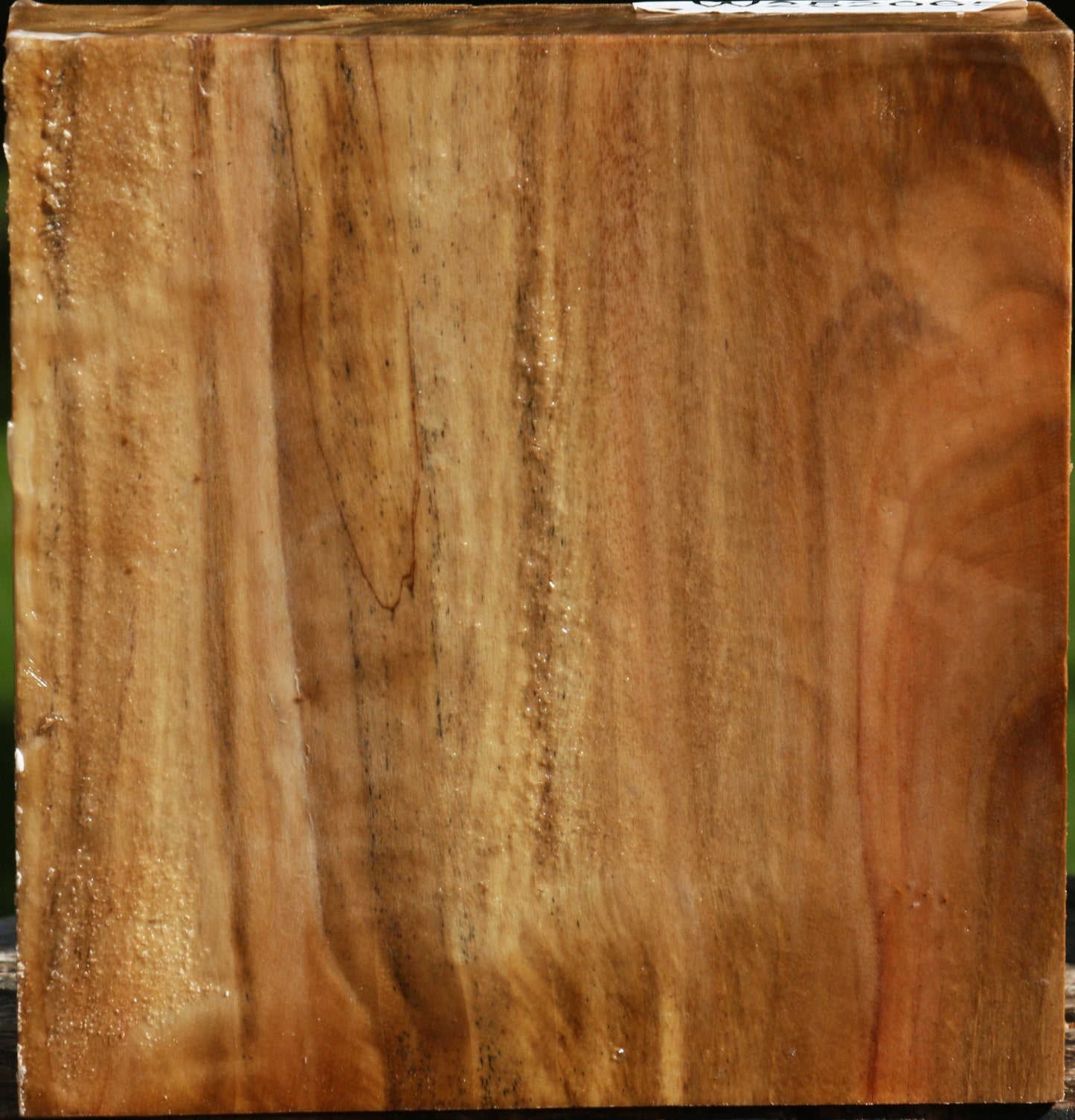 California Cottonwood Bowl Blank