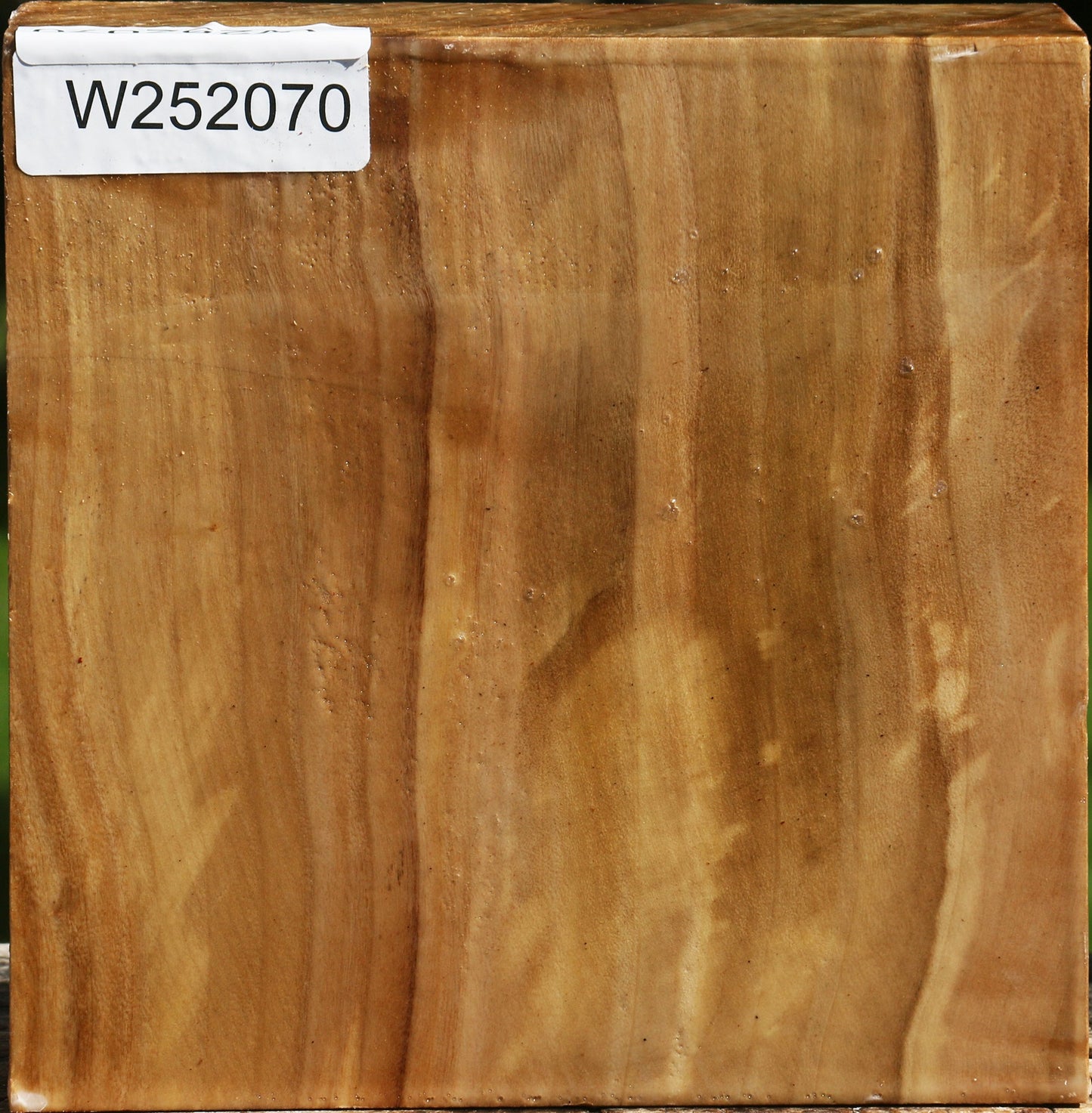 California Cottonwood Bowl Blank