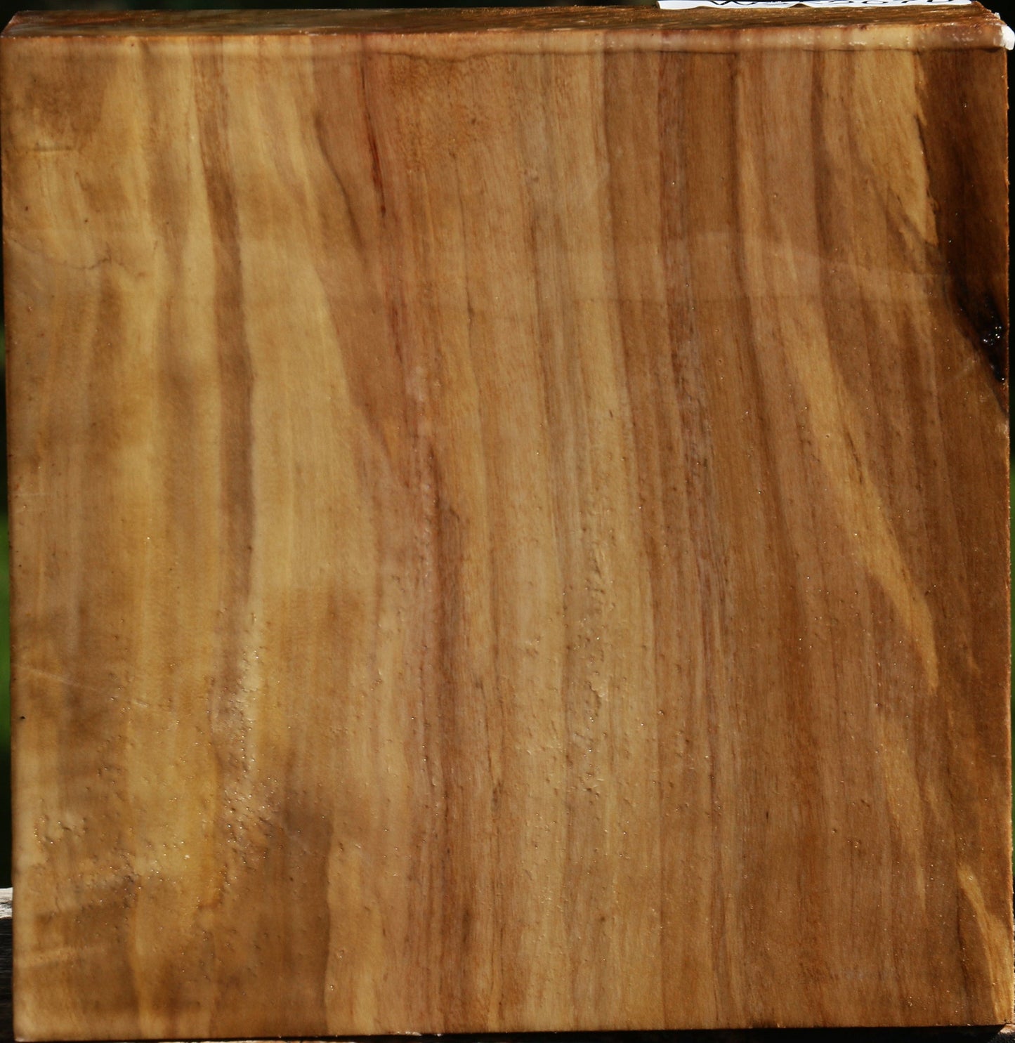 California Cottonwood Bowl Blank