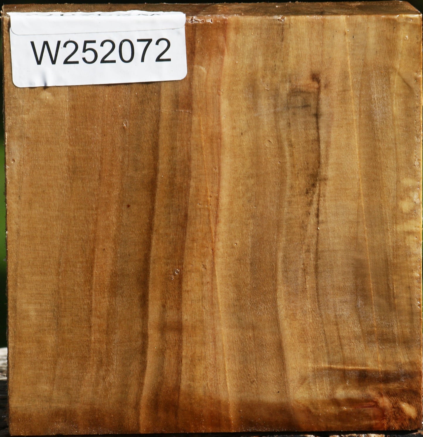 Figured California Cottonwood Bowl Blank