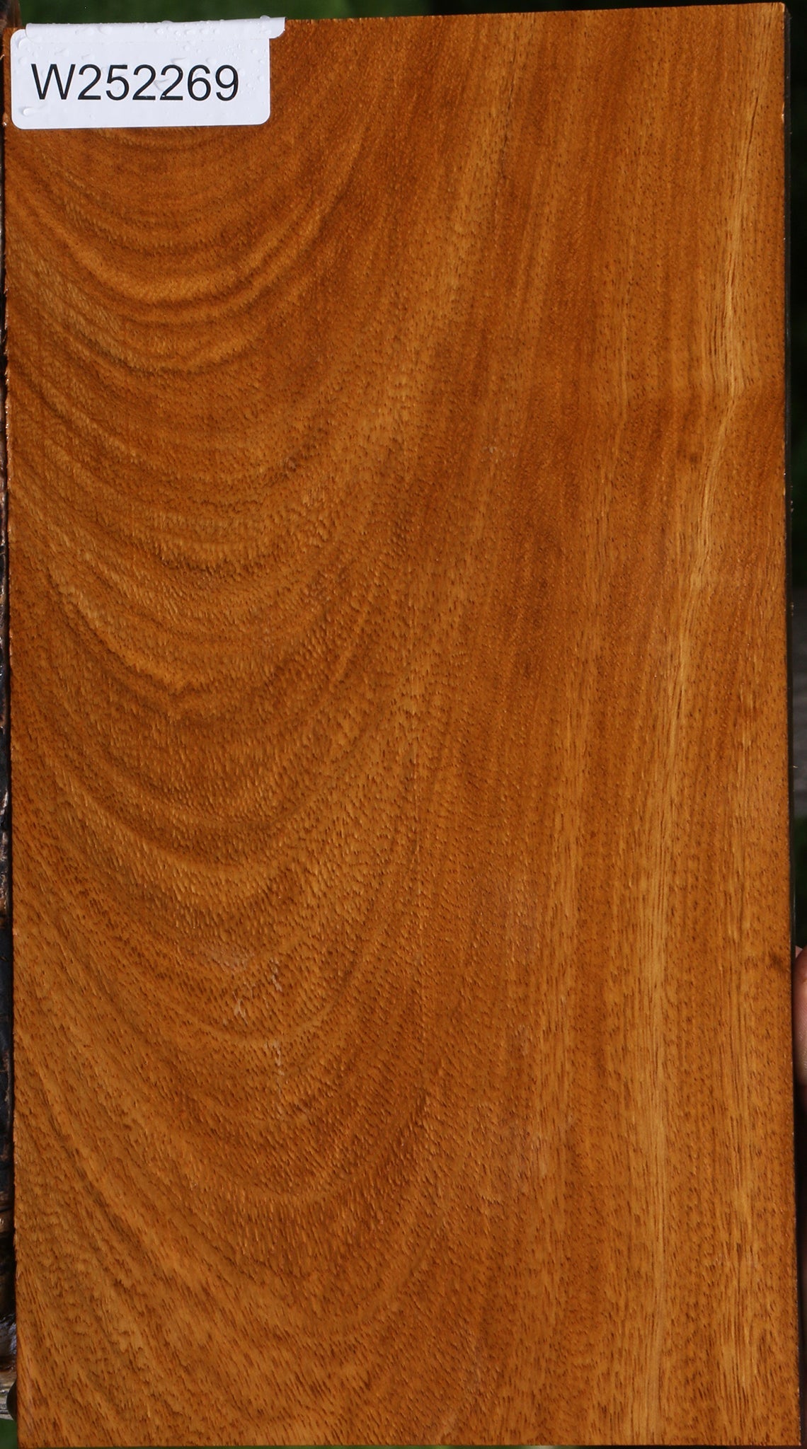 Figured Cerejeira Lumber